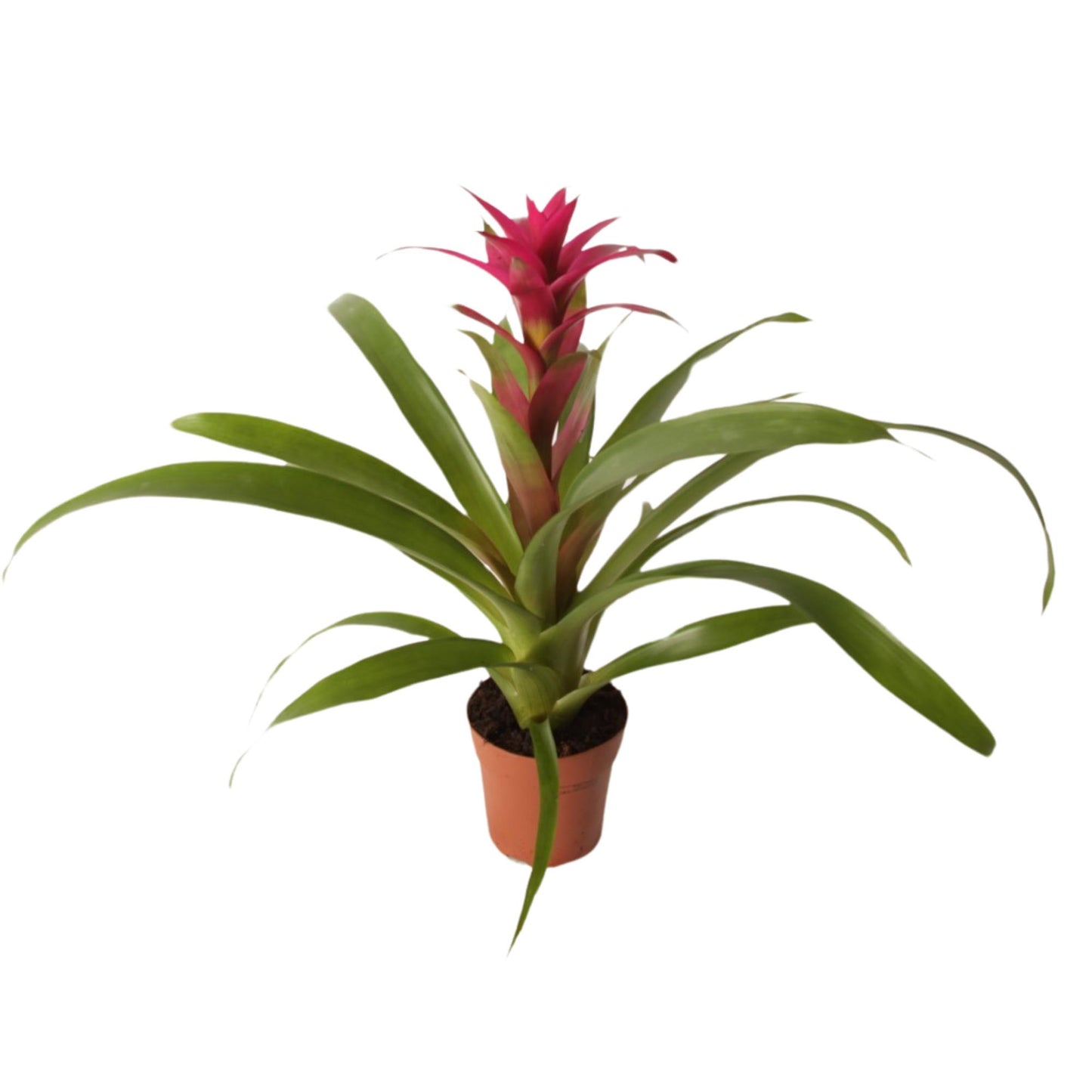 Guzmania Voila 40cm 12cm Pot