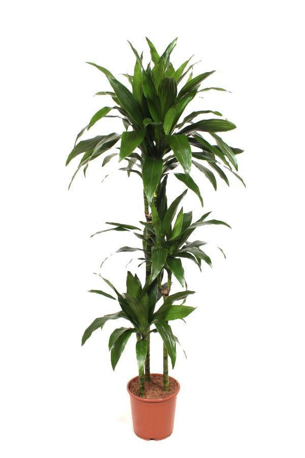 Fachjan BV Dracaena frag. Janet Craig 90-60-30 Pack of 1