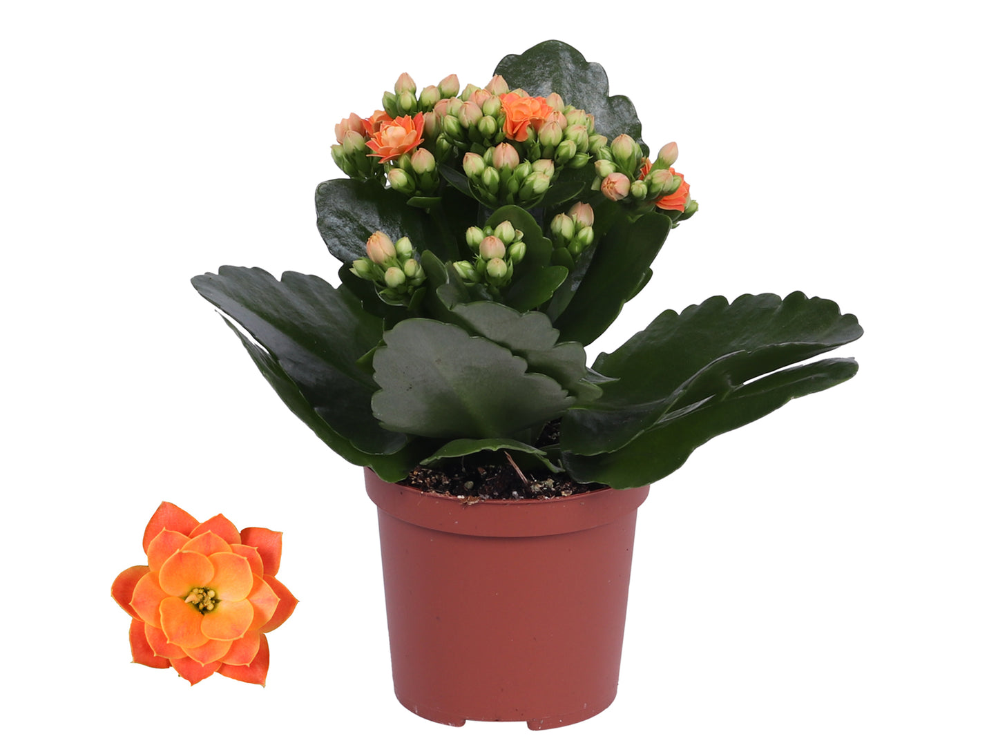 Kalanchoe Rosalina Don Pedro 15cm 7cm Pot
