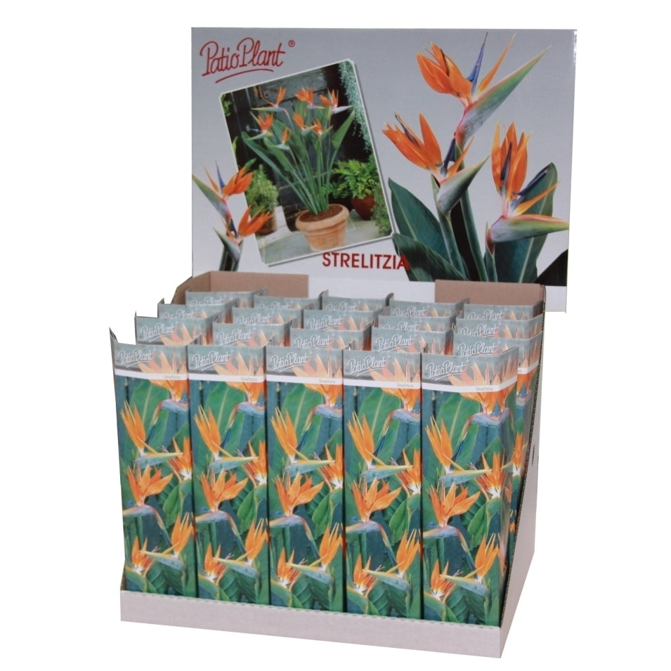 Valk BV Patioplant Strelitzia reginae Pack of 20
