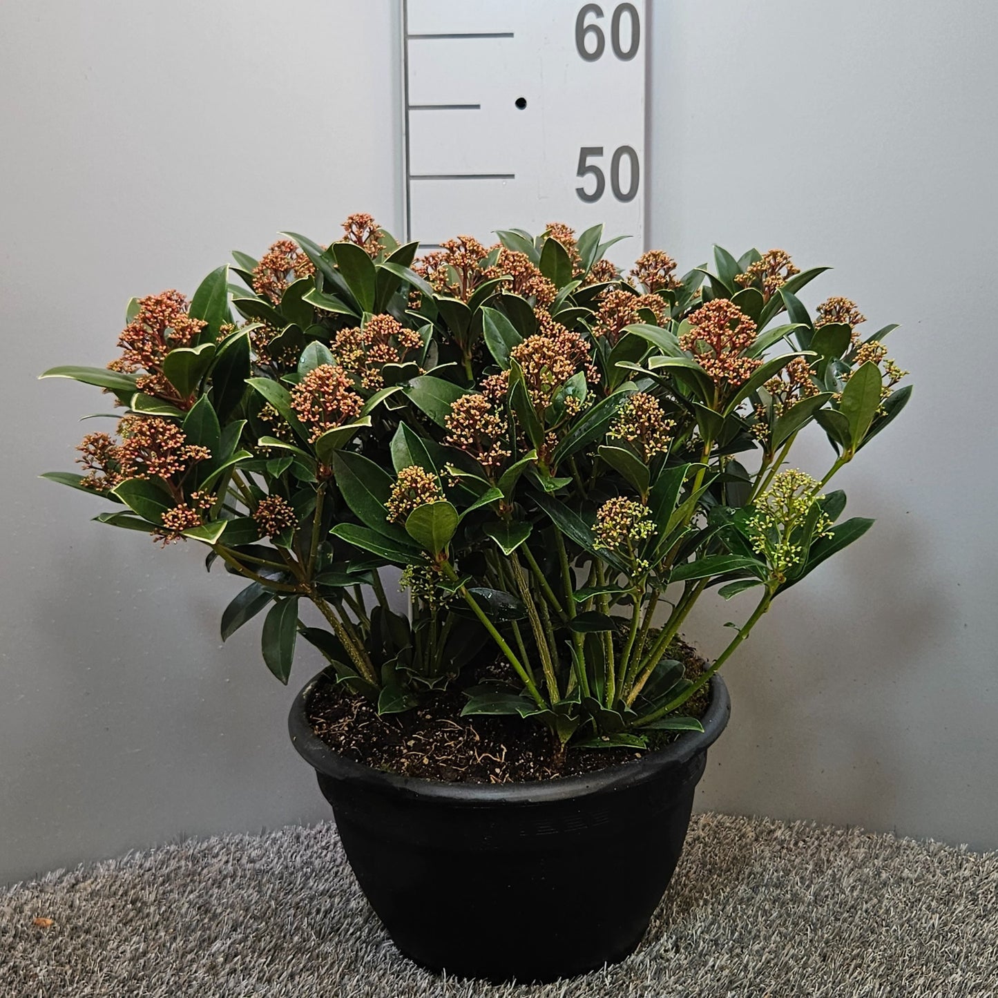Skimmia japonica Pink Dwarf 45cm 25cm Pot