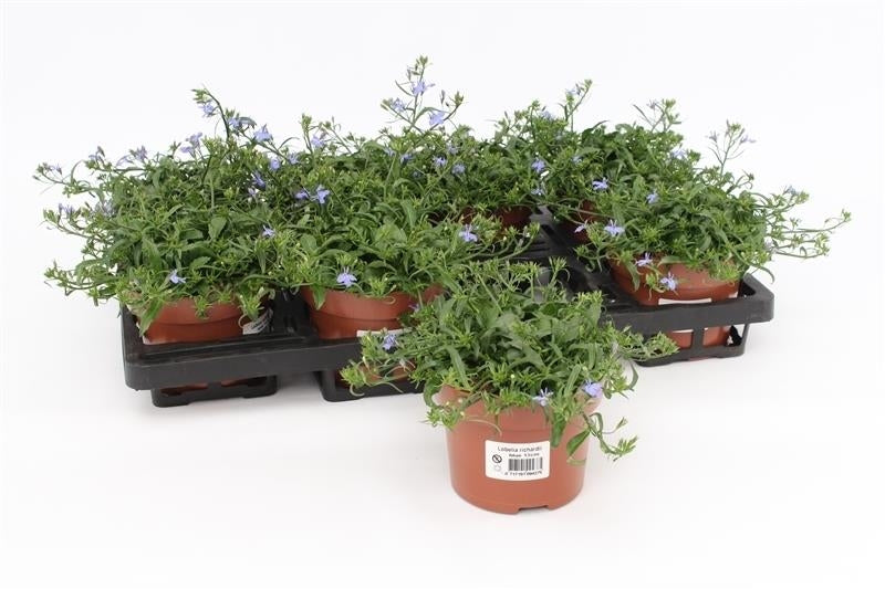 Lobelia Richardii blue 20cm 13cm Pot