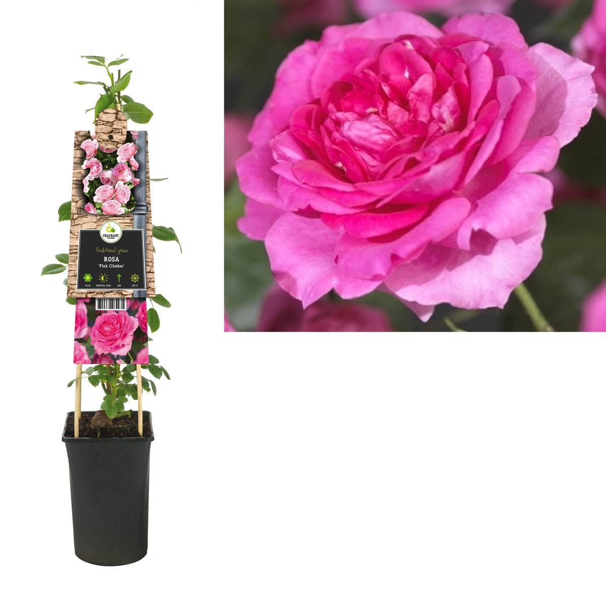 Rosa Chaplin Pink Climber 75cm 17cm Pot