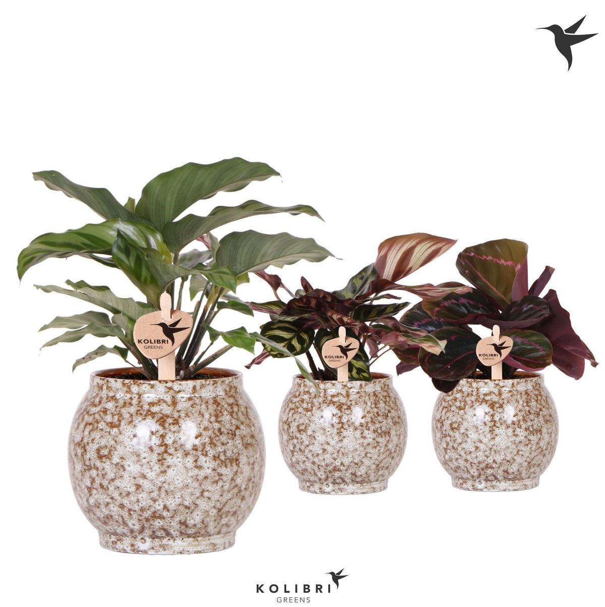 Calathea mix 24cm 9cm Pot