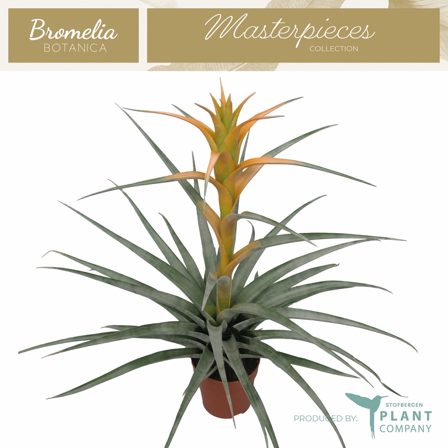 Plant Company BV (Stofbergen) Tillandsia ionantha Pack of 6