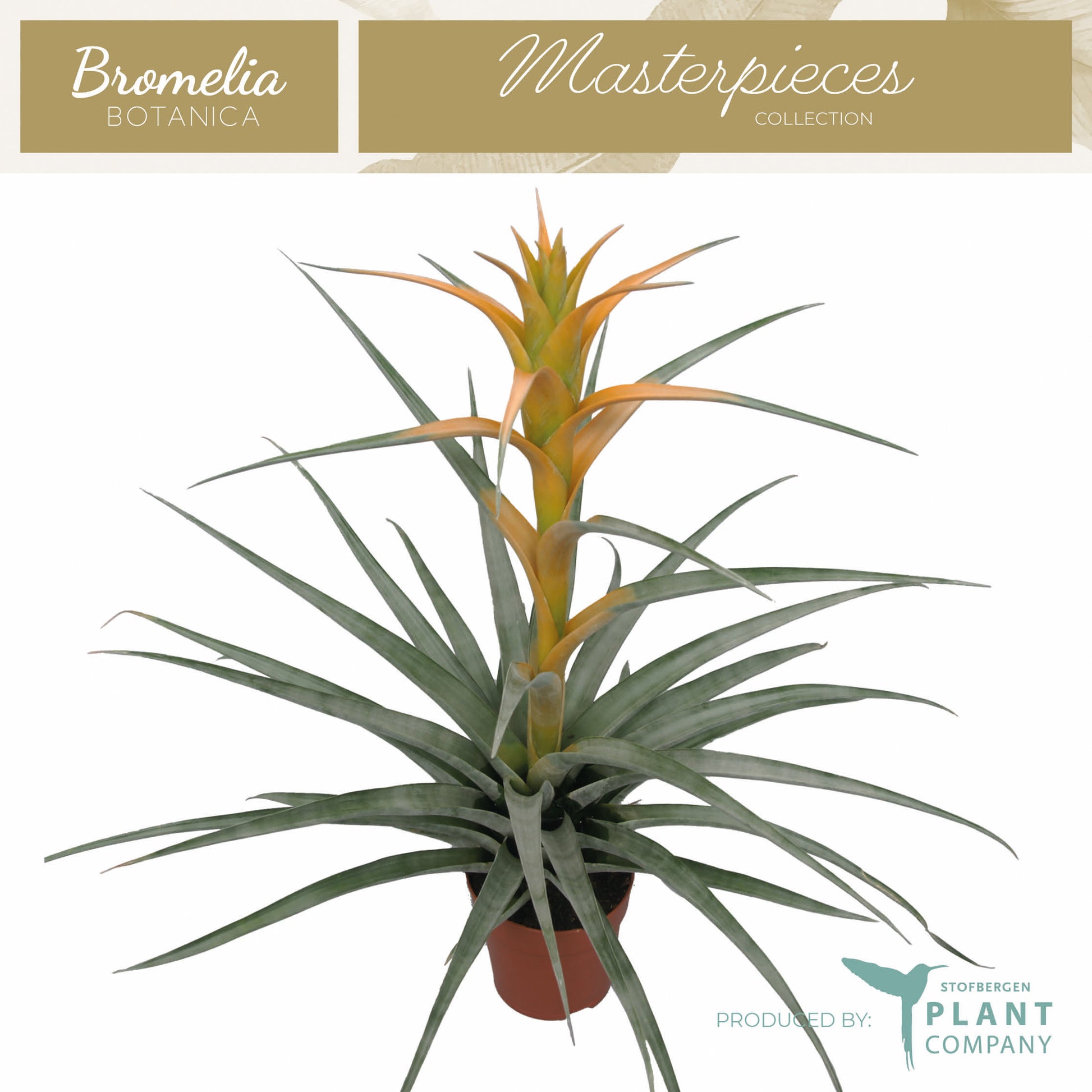 Plant Company BV (Stofbergen) Tillandsia ionantha Pack of 6