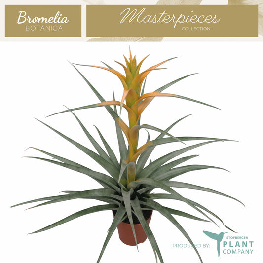 Plant Company BV (Stofbergen) Tillandsia ionantha Pack of 6