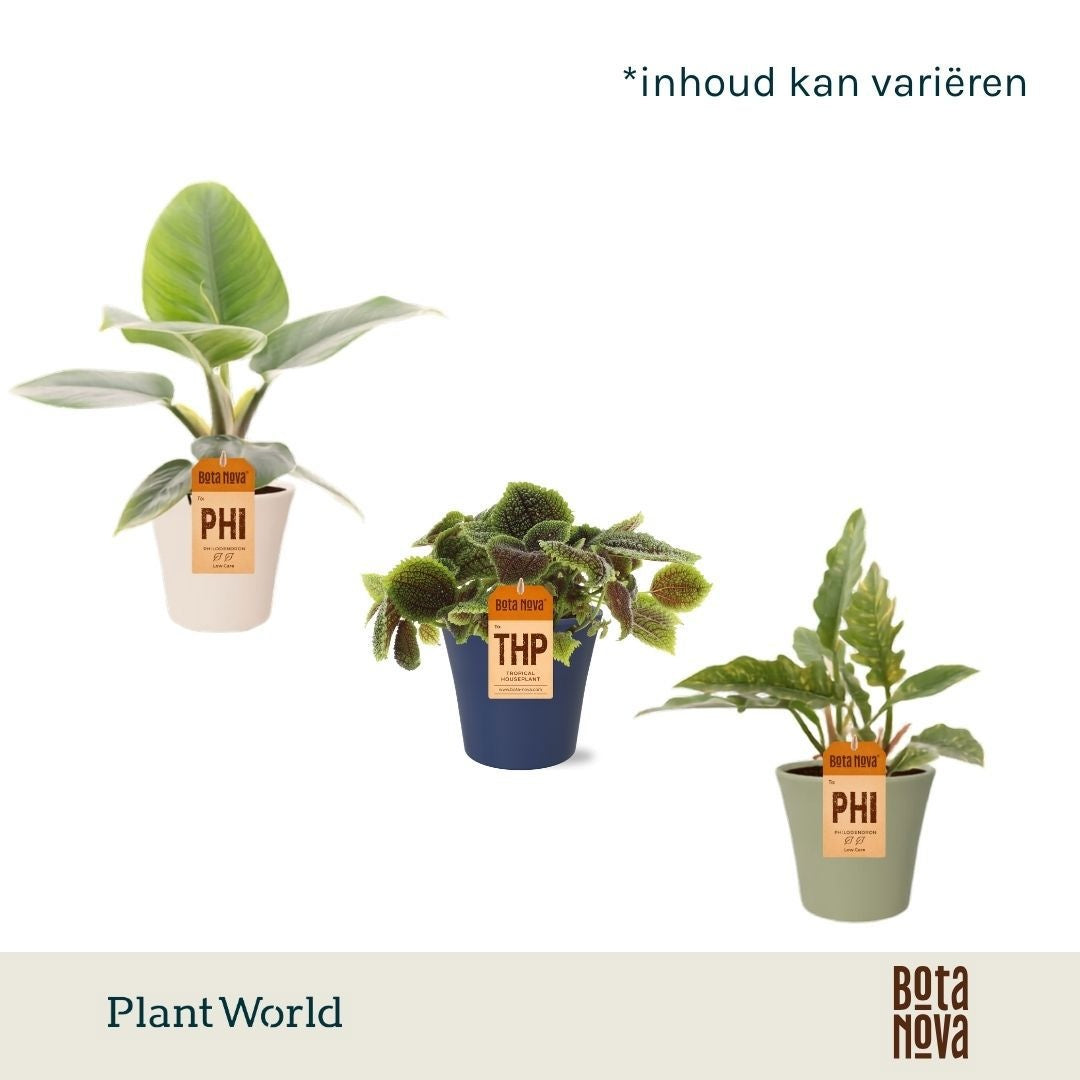 Foliage houseplants mix 40cm 14cm Pot