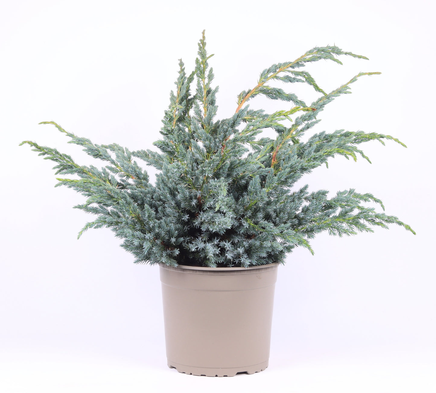 Juniperus Meyeri 45cm 23cm Pot