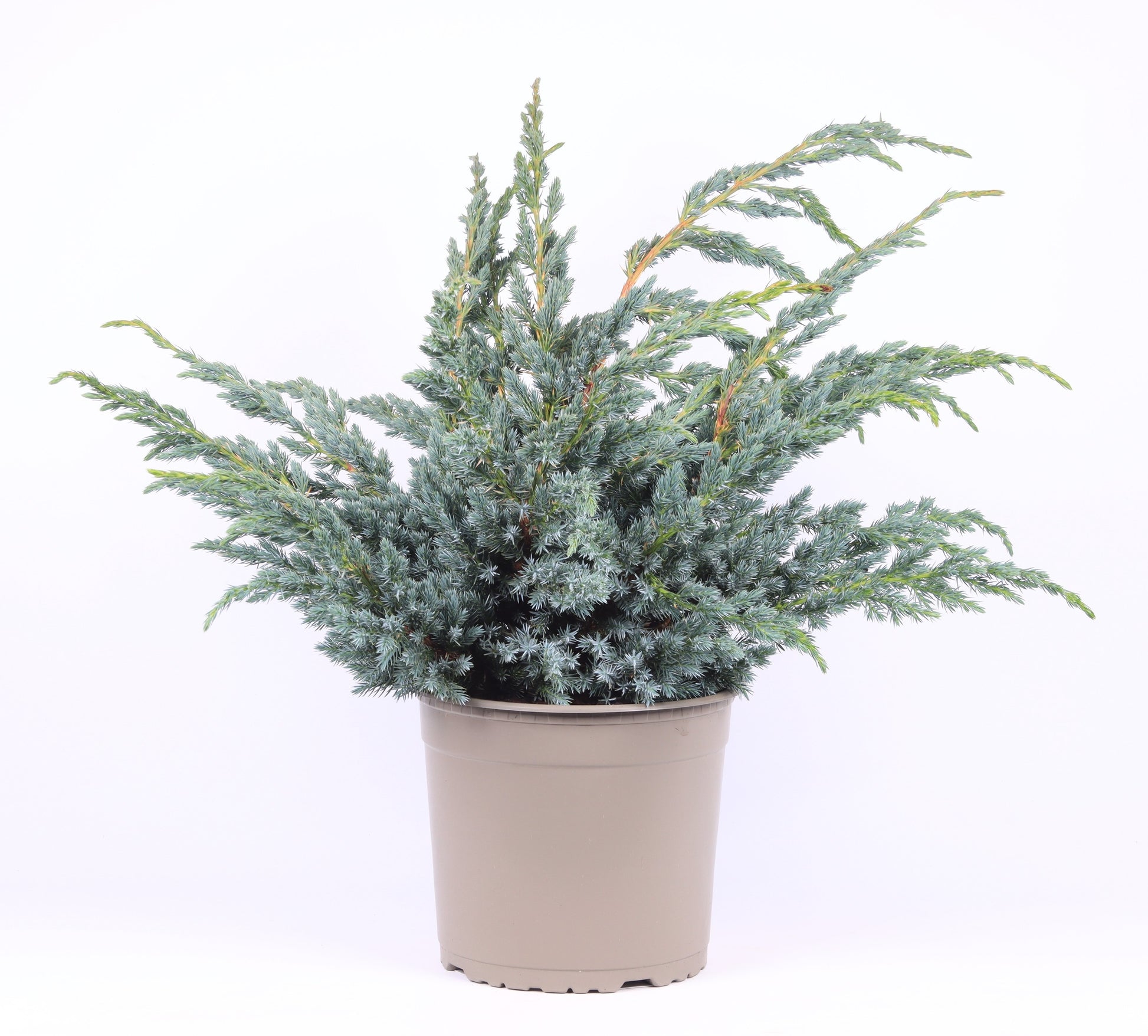 Juniperus Meyeri 45cm 23cm Pot