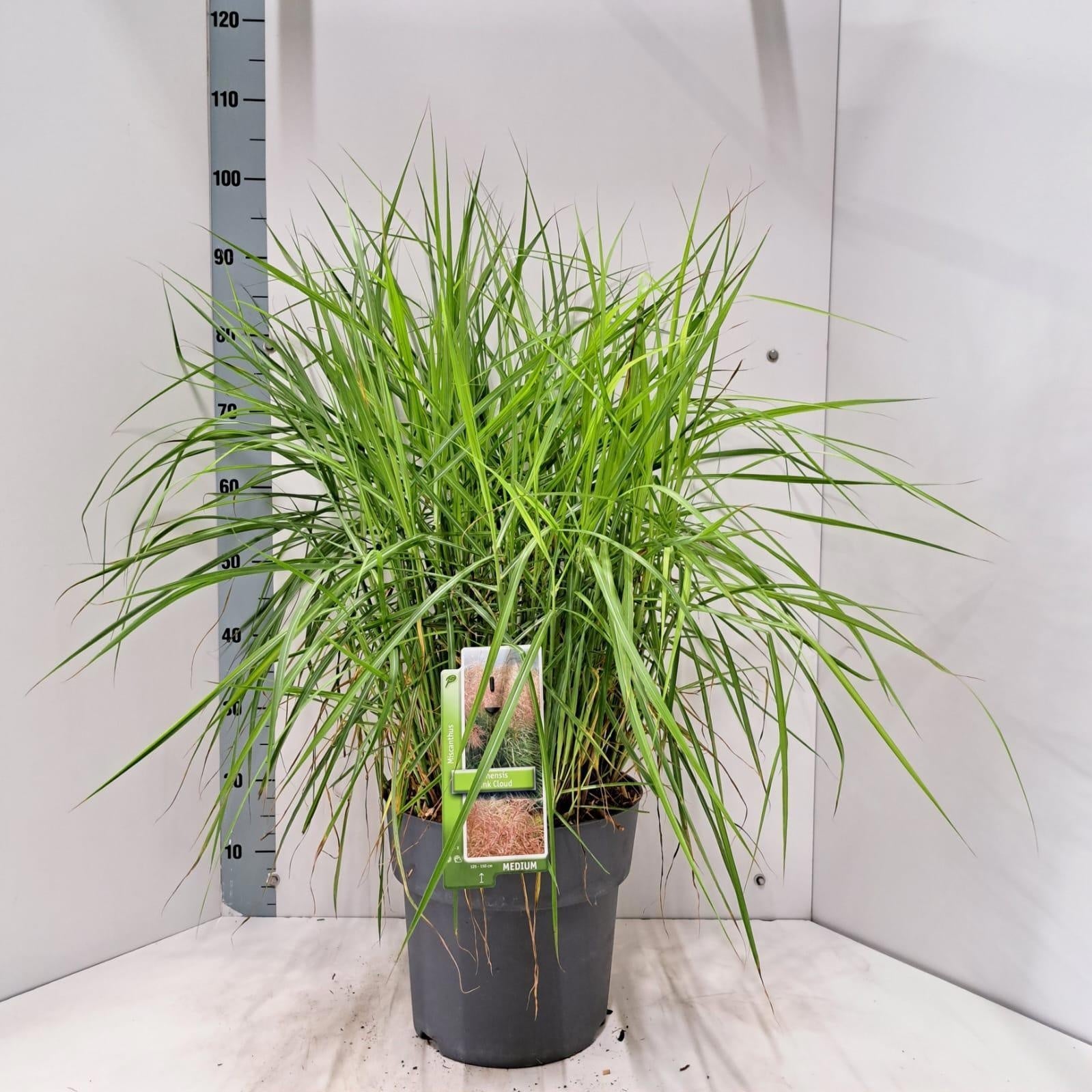 Miscanthus sinensis 95cm 29cm Pot