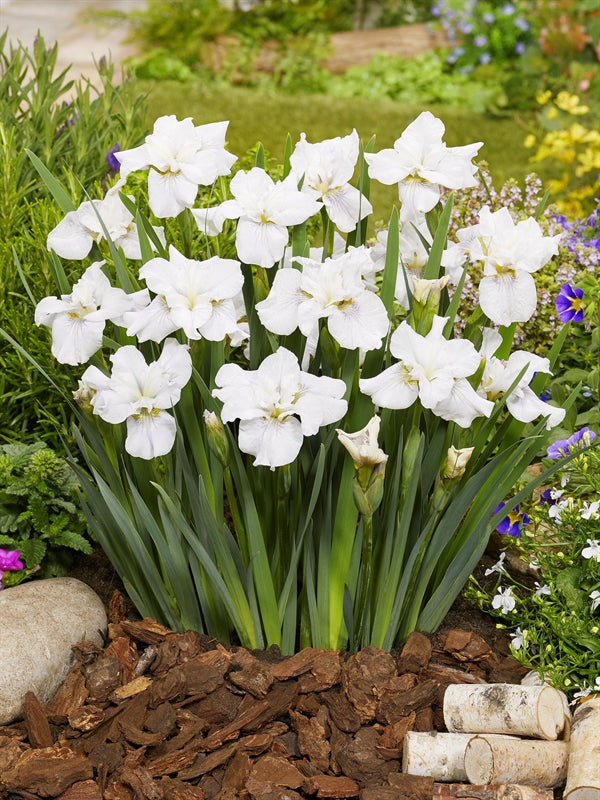 Waterplkw R. Moerings Iris sibirica Pack of 6
