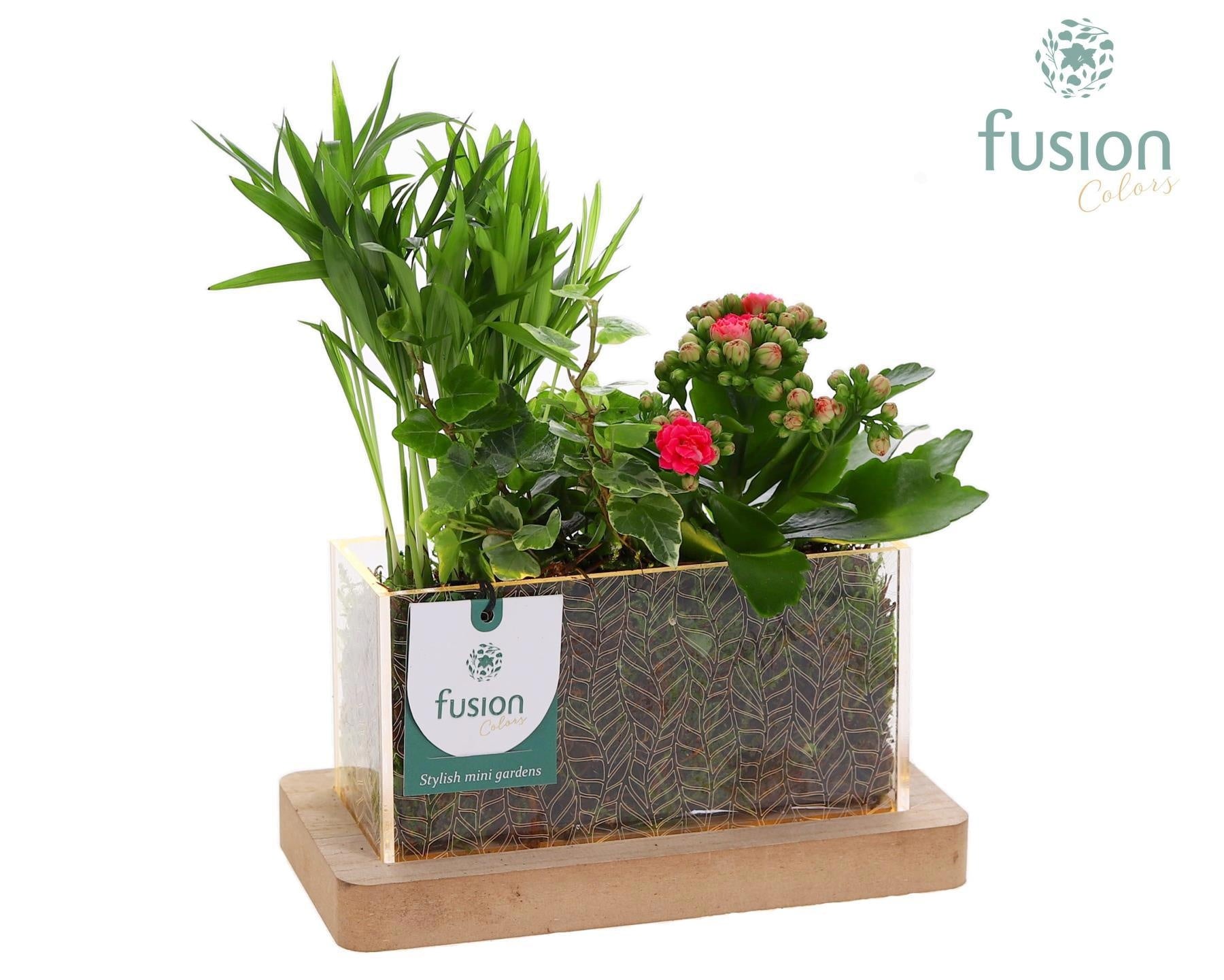 Acryl bakje rechthoek met Arrangement 3pp 25cm 19cm Pot