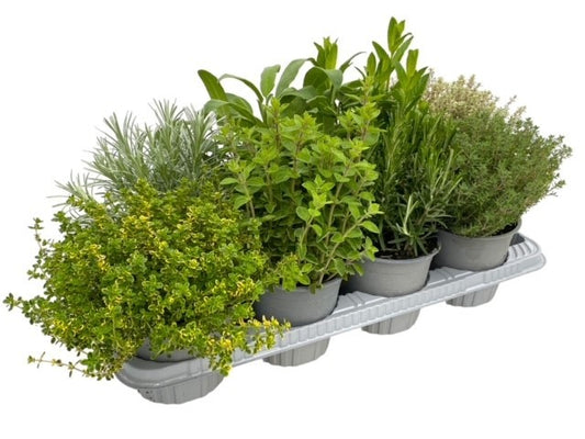 Garden Herbs mix 25cm 14cm Pot