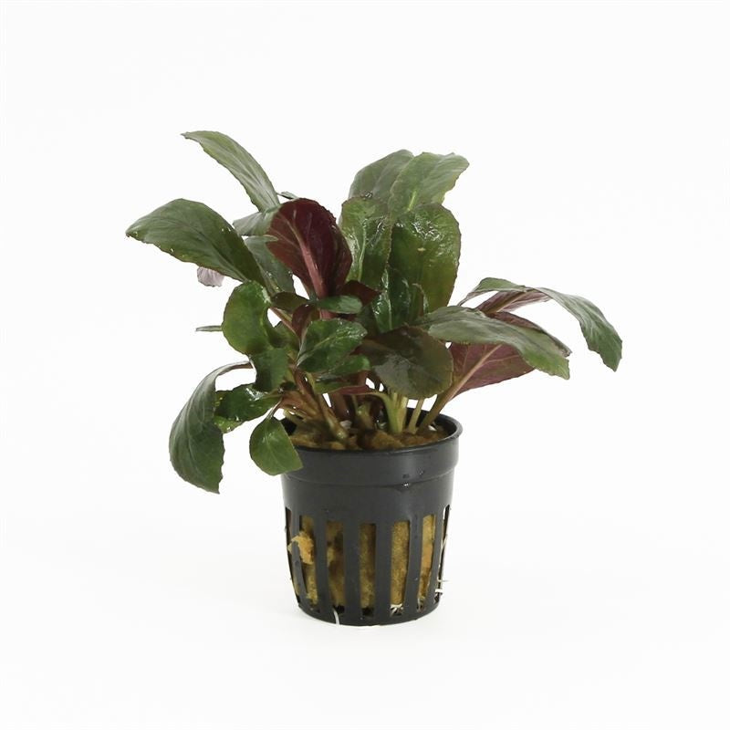 Waterplkw R. Moerings Lobelia cardinalis Pack of 6
