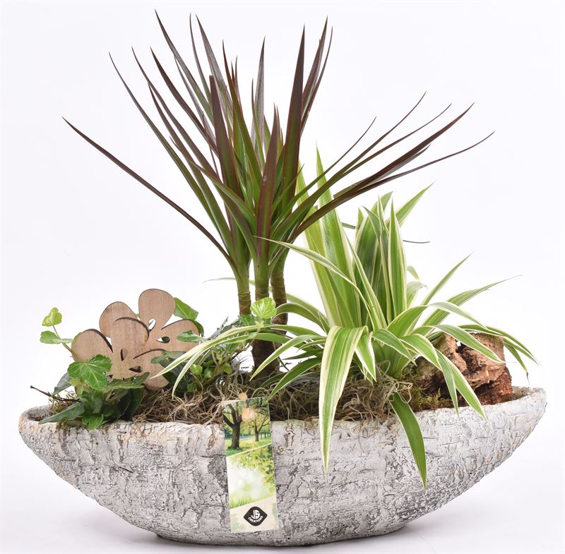 Indoor arrangement 36cm Pot