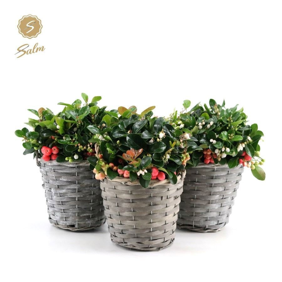 Gaultheria procumbens Big Berry 28cm 17cm Pot
