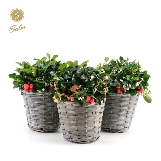 Gaultheria procumbens Big Berry 28cm 17cm Pot