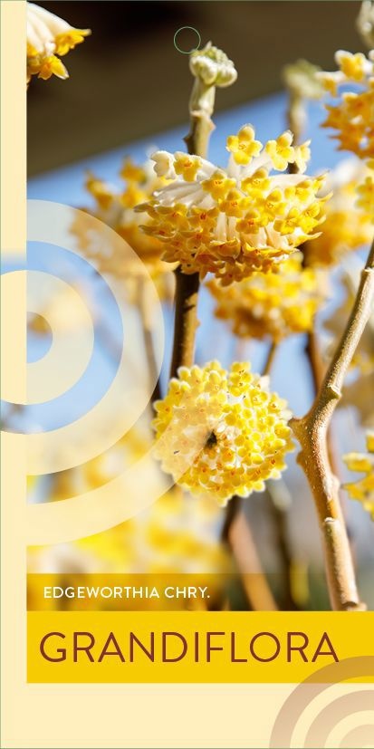 Edgeworthia Grandiflora 70cm 23cm Pot