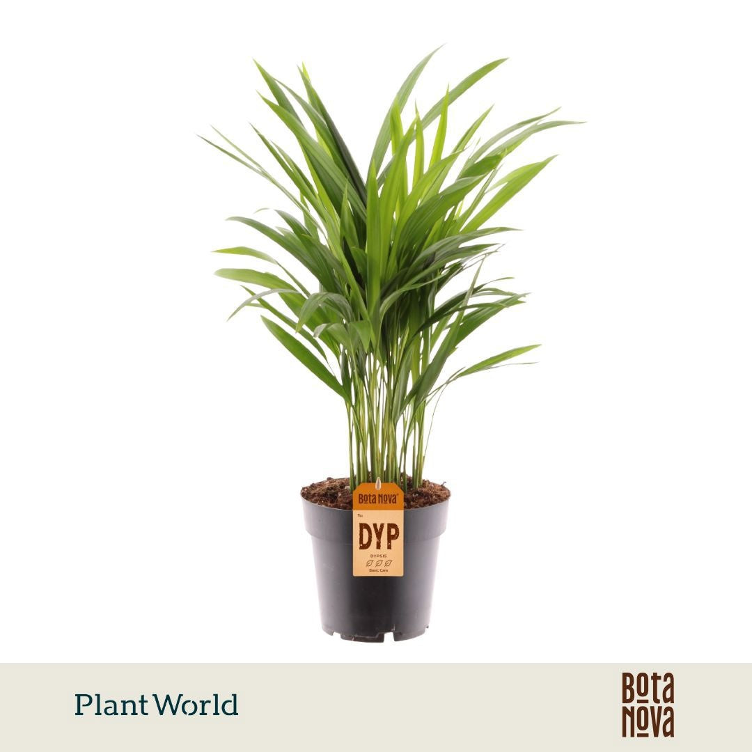 Dypsis lutescens 75cm 17cm Pot