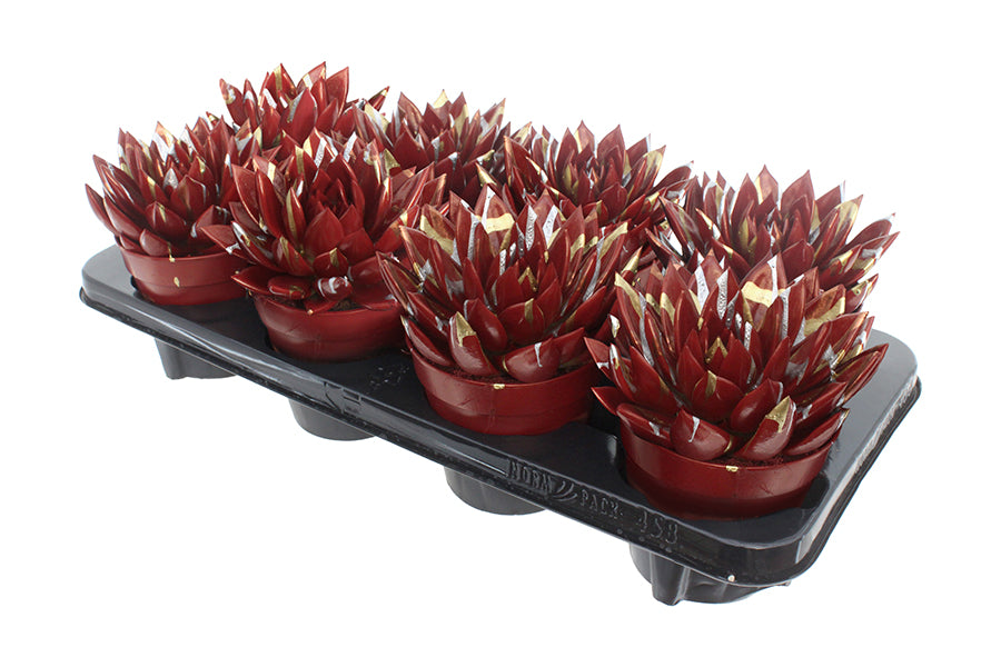 Echeveria coloured Splash red 15cm 12cm Pot