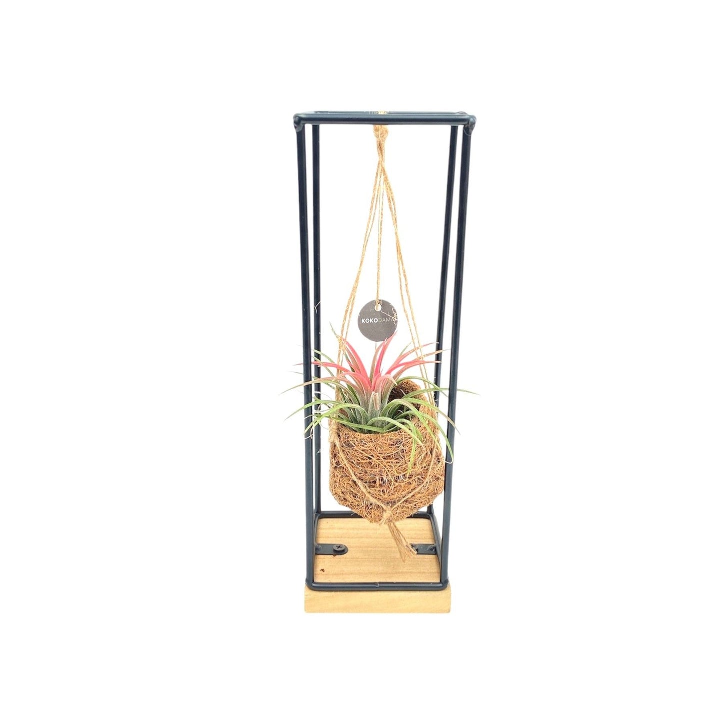 Kokoplant BV Tillandsia mix Pack of 6