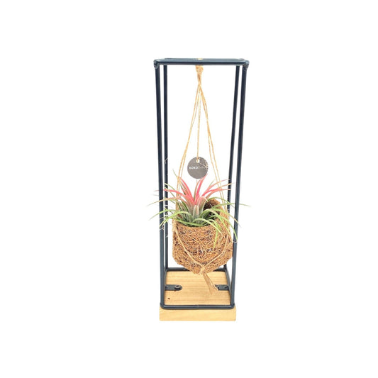 Kokoplant BV Tillandsia mix Pack of 6