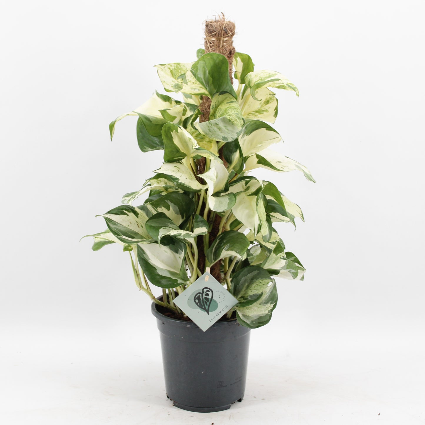 Zeur Niet, kwekerij Epipremnum pinatum mosspole Pack of 6