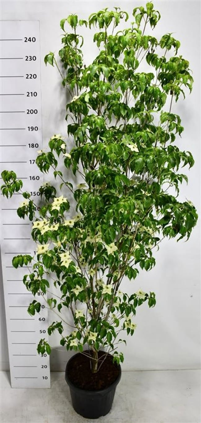 Cornus kousa Milky Way 240cm 40cm Pot