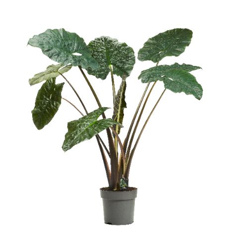 Alocasia Yucatan Princess 160cm 32cm Pot