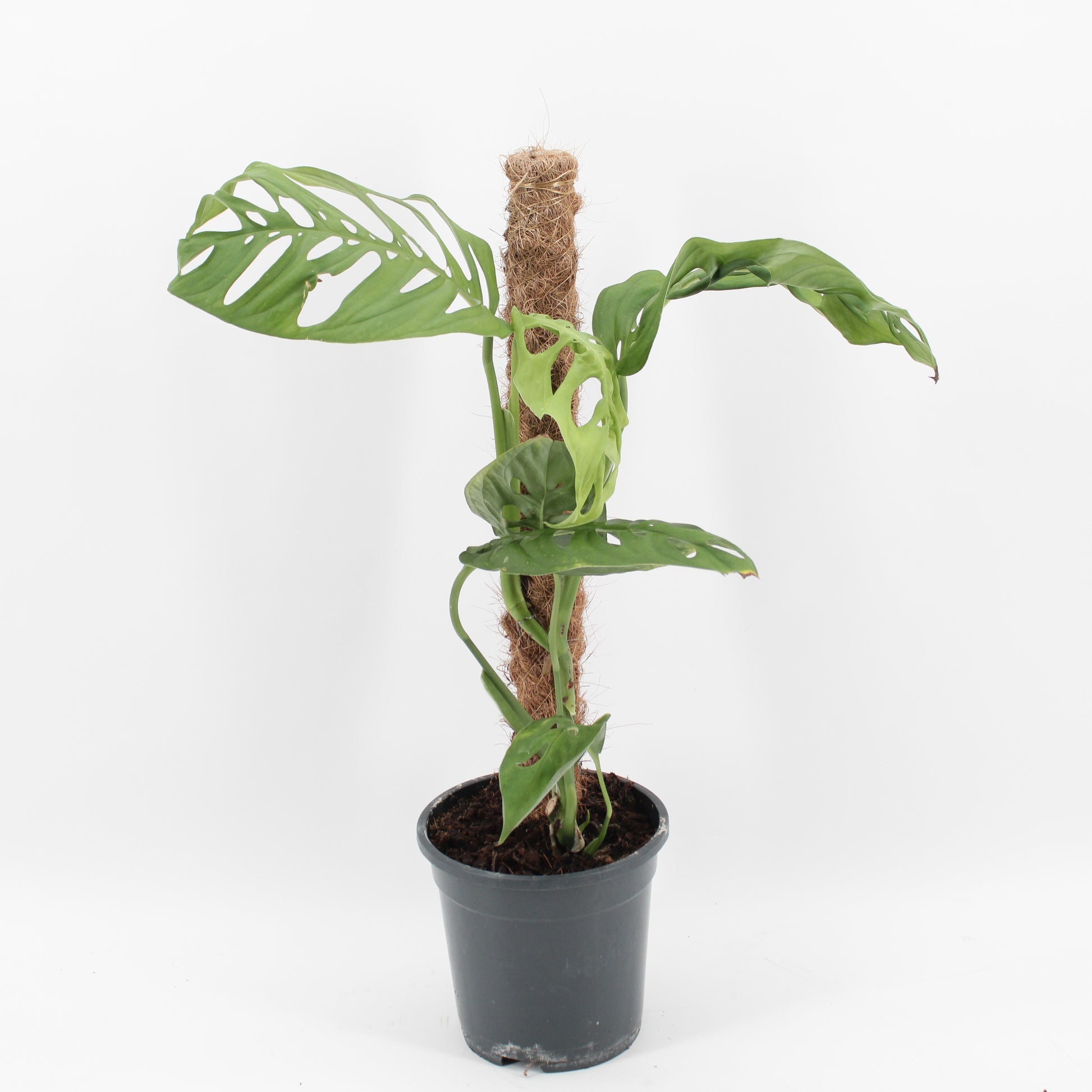 Monstera Variegated 60cm 17cm Pot