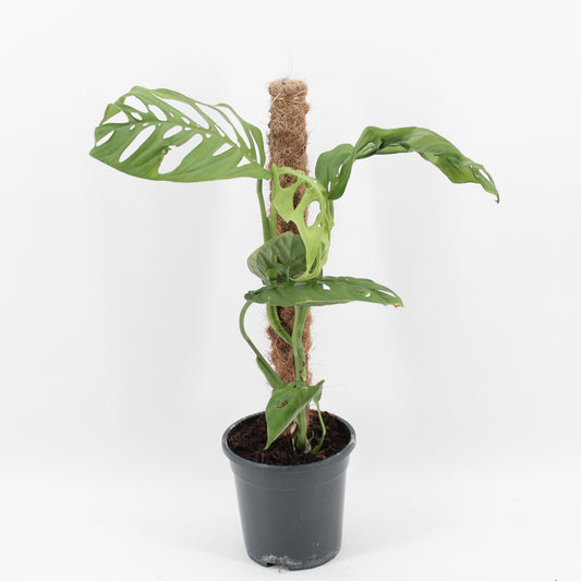 Monstera Variegated 60cm 17cm Pot
