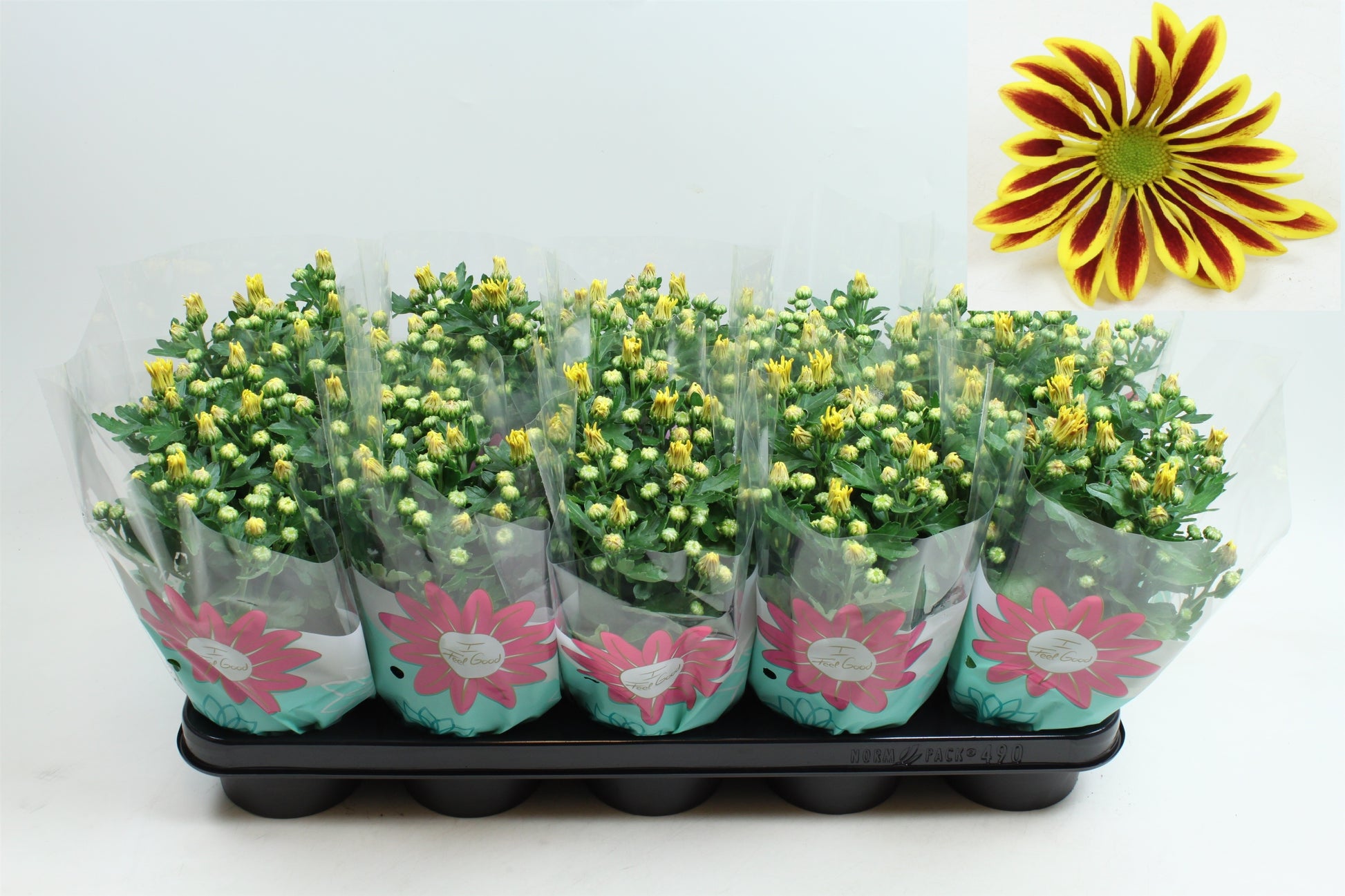 Chrysanthemum Rainbow Lake Worth 22cm 12cm Pot