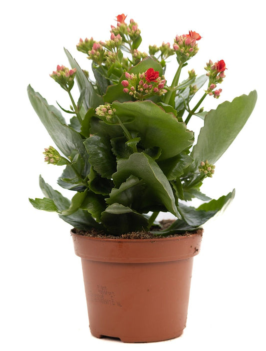 Kalanchoe Rosalina Amador Red 27cm 12cm Pot