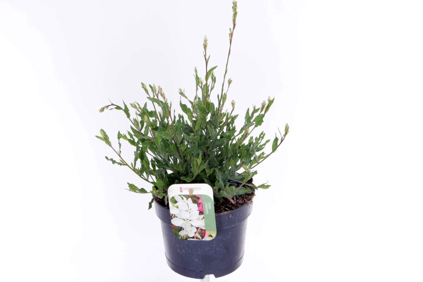 Gaura lind. Geyser White 45cm 17cm Pot