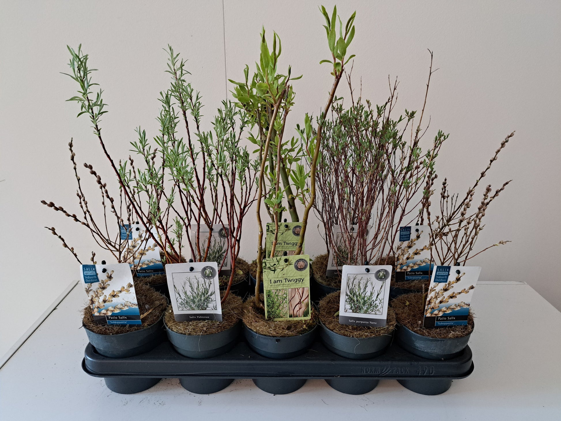 Salix alba mix 35cm 12cm Pot