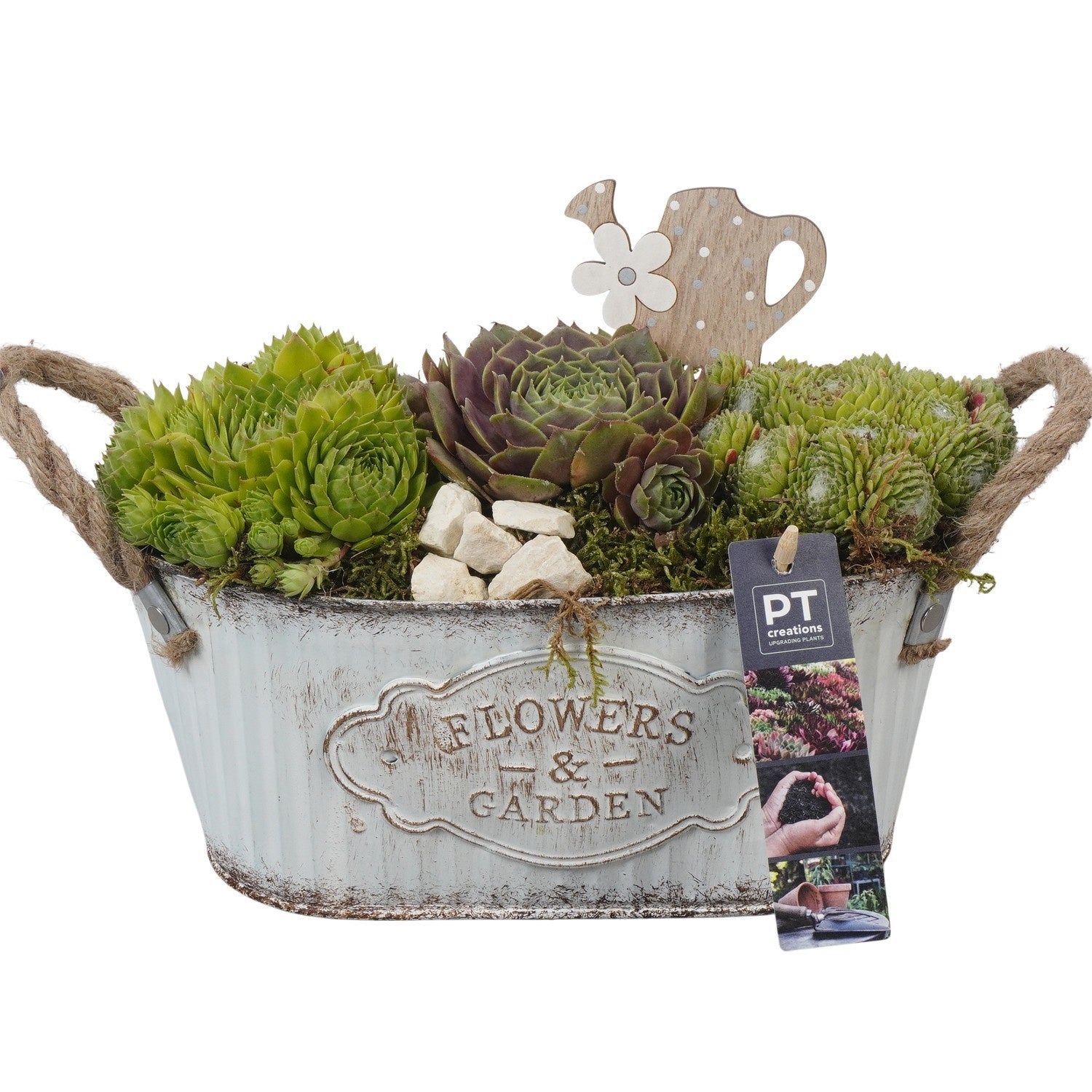 arr. Sempervivum 20cm 24cm Pot