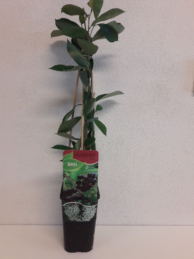 Aronia melanocarpa Chokeberry 60cm 14cm Pot