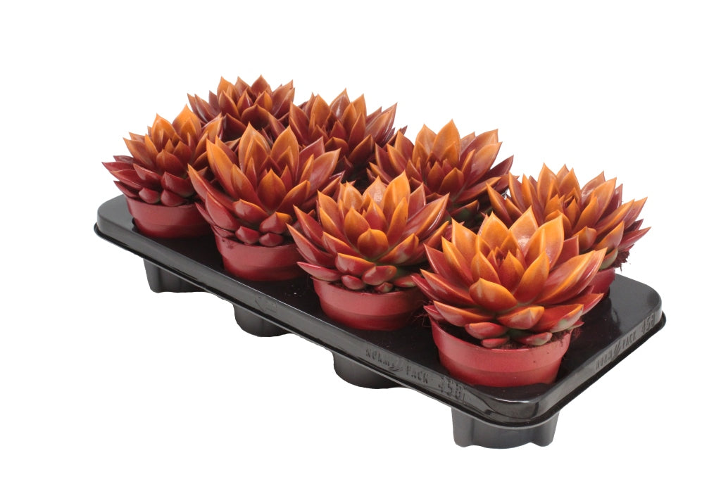 Echeveria Miranda 15cm 12cm Pot