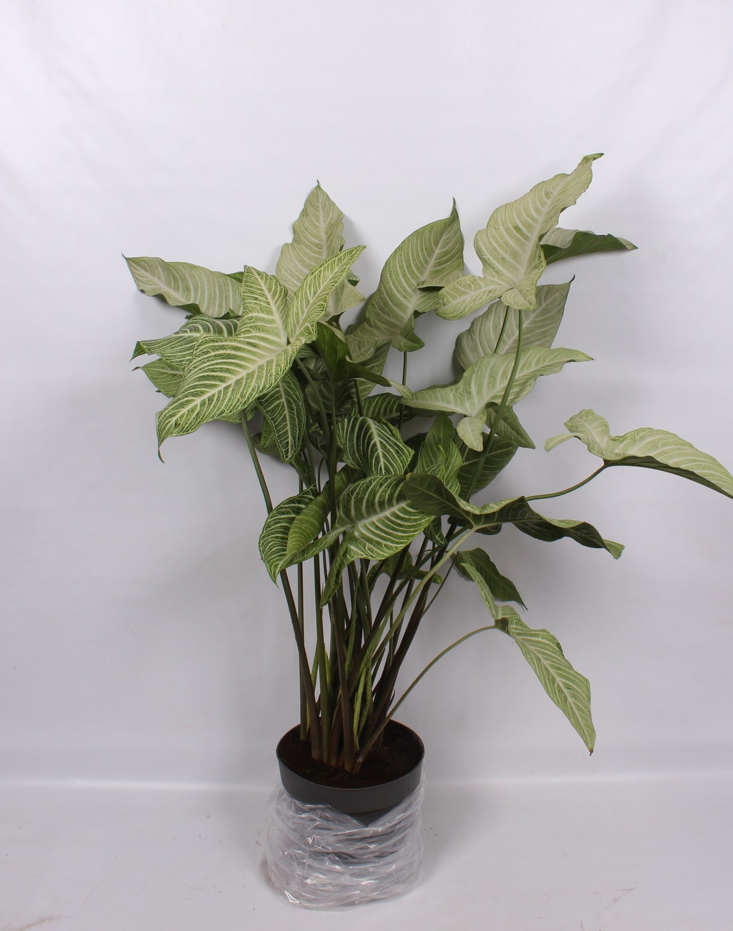 Xanthosoma lindenii 120cm 32cm Pot