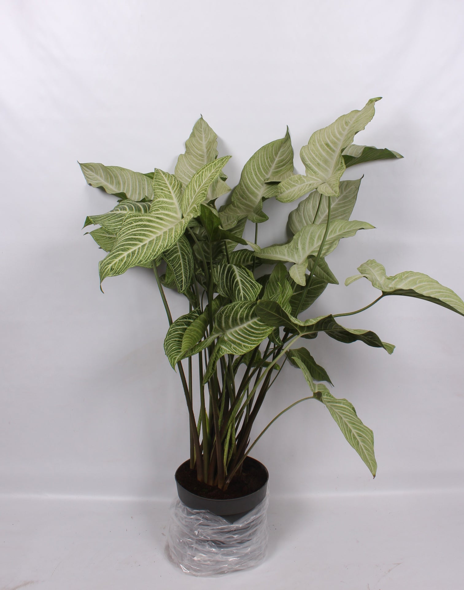 Xanthosoma lindenii 120cm 32cm Pot