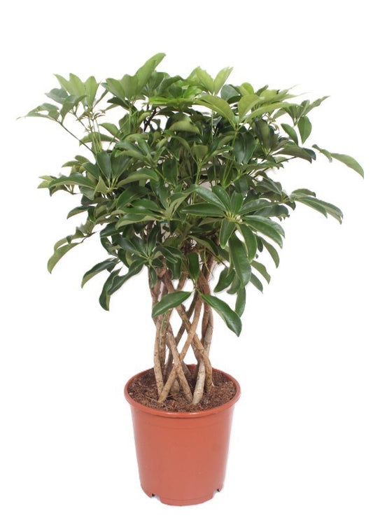 Schefflera Compacta 80cm 24cm Pot