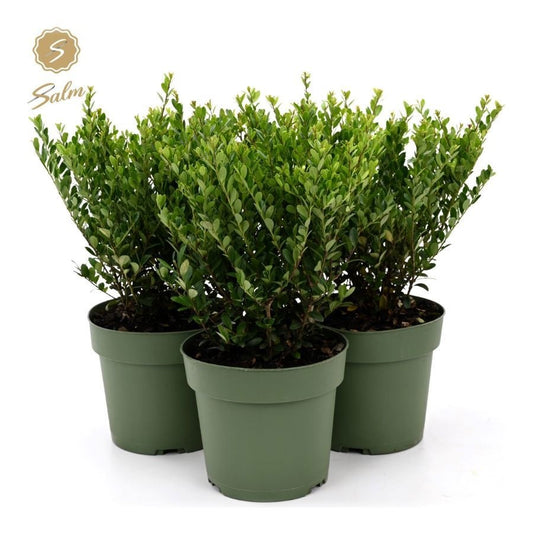 Ilex crenata Jenny 37cm 17cm Pot