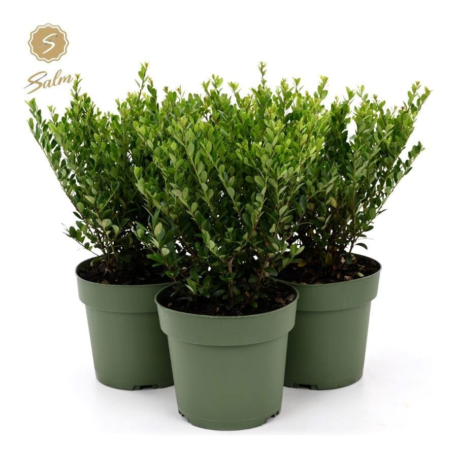 Ilex crenata Jenny 37cm 17cm Pot
