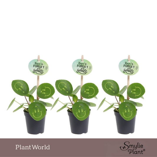 Pilea peperomioides 10cm 5.5cm Pot