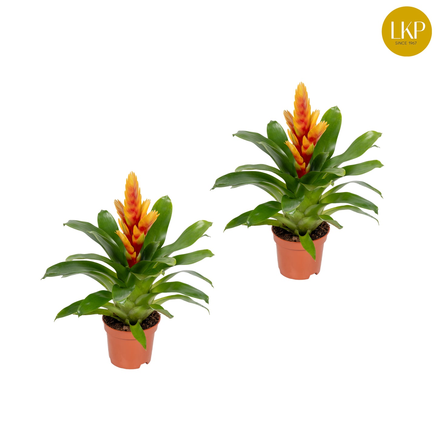 Vriesea Cato 30cm 10.5cm Pot