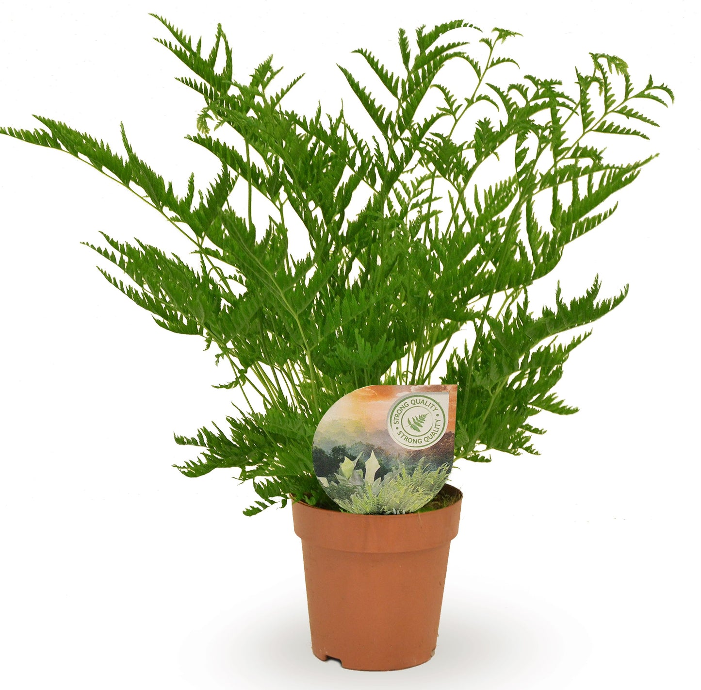 Pteris straminea 40cm 12cm Pot