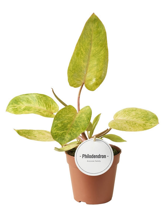 Philodendron Painted Lady 30cm 12cm Pot