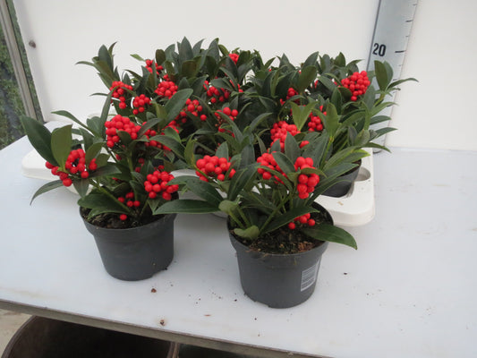Skimmia jap. O'berries Bold 18cm 12cm Pot
