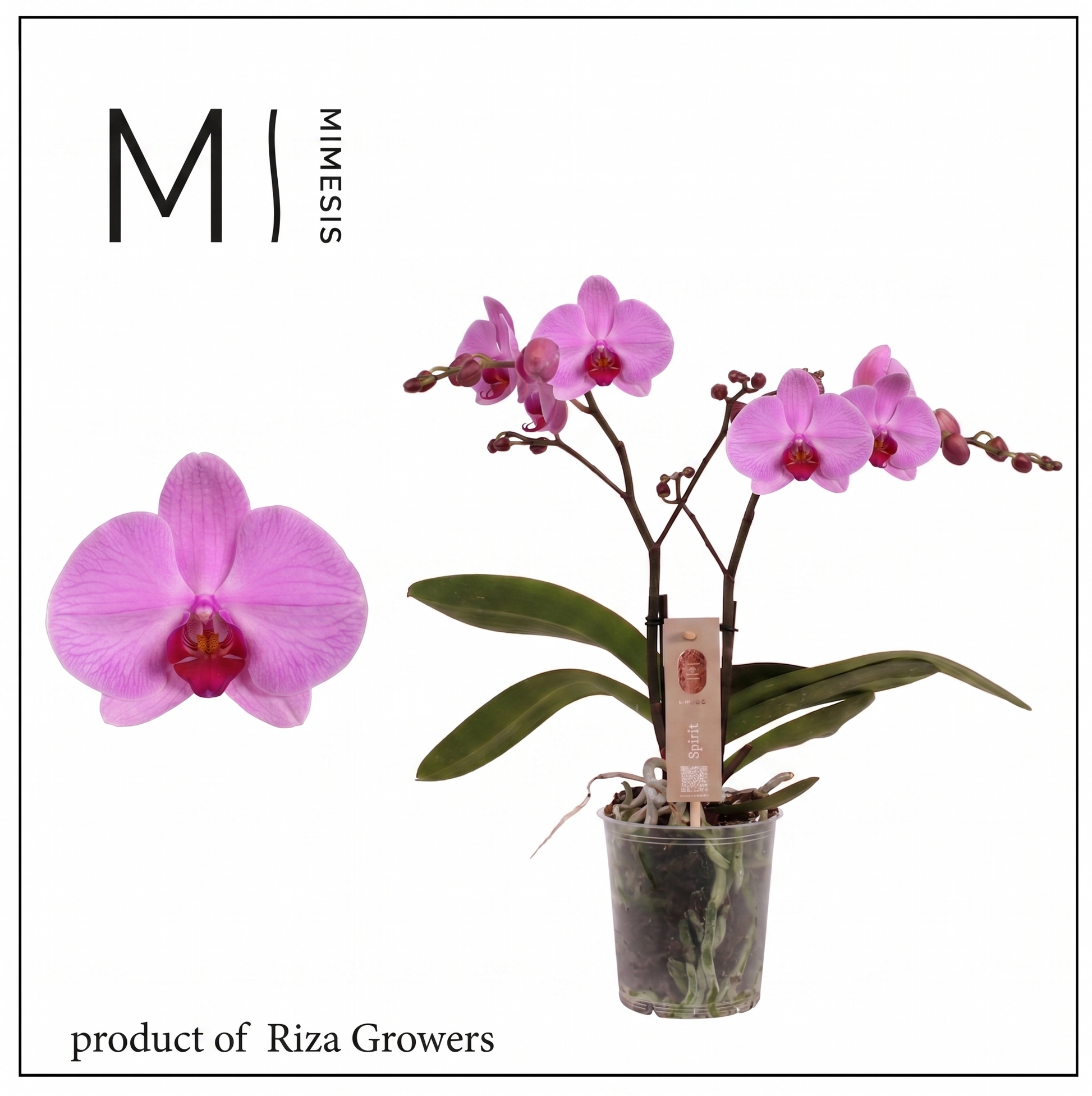 Riza Ter Laak Orchios Phalaenopsis Spirit Pink Pack of 6